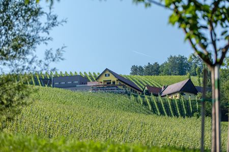 Buschenschank Trabos (vulgo Sobetz)