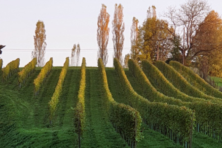 Buschenschank Bernhard