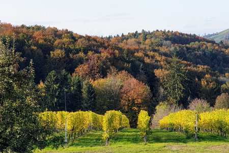 Buschenschank Bernhard