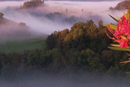 Buschenschank Fellner