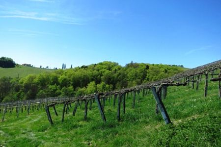 Buschenschank Gründl-Labuttendorf