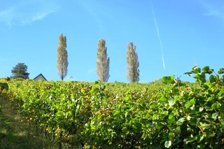 Buschenschank Gründl-Labuttendorf