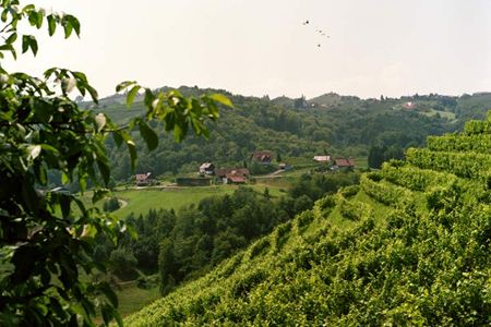 Buschenschank Schneeberger