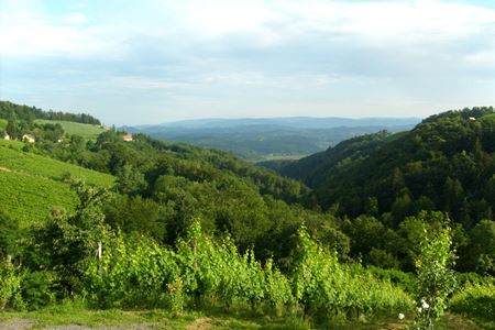 Buschenschank Kieslinger