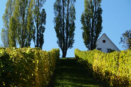 Buschenschank Ober Guess